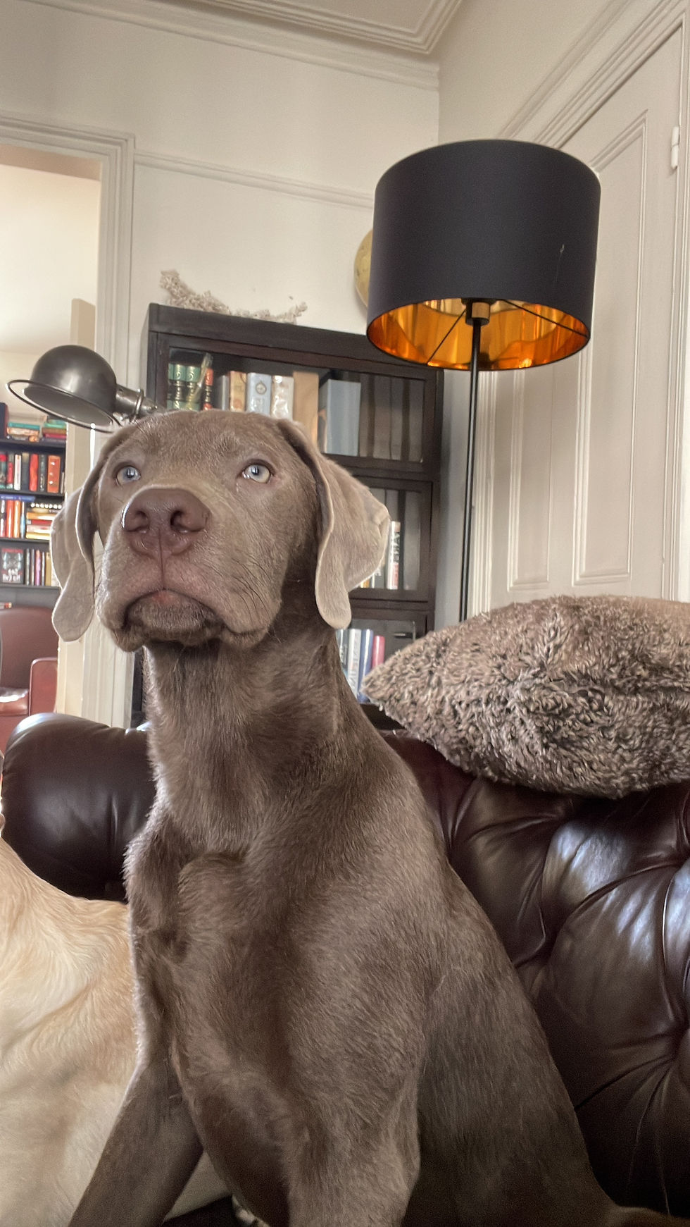 Happy half-birthday Arthur