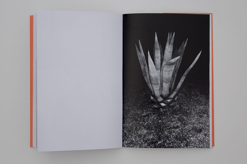 Miniatura: COMBATIR LA NADA - Leo Simoes