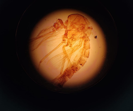 Filo Artropoda - Família Culicidae