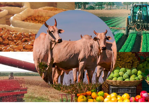 Profissão: Engenheiro Agrônomo 