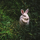 Hase