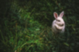 Rabbit