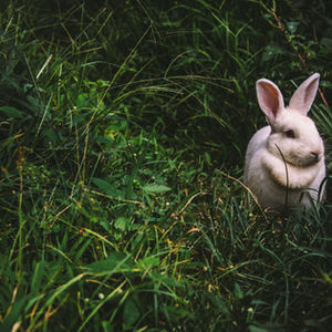 Rabbitry