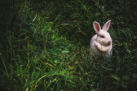 White Rabbit Outdoors