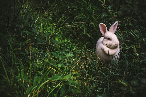 White Rabbit Outdoors