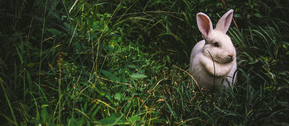 The Tortoise & the Hare: Short term dollars vs. Long term strategy