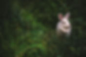 "NON-ANIMAL TESTING" in Canada