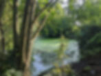 Arbres et étangs au parc du Scheutbos