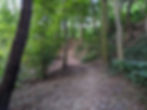 Bois de Dieleghem, sentier sous-bois, pente, arbre