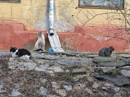 Runo: KramatorsKissa