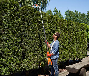 positive-male-landscaper-cutting-top-overgrown-thujas-with-motorized-hedge-trimmer-park-si