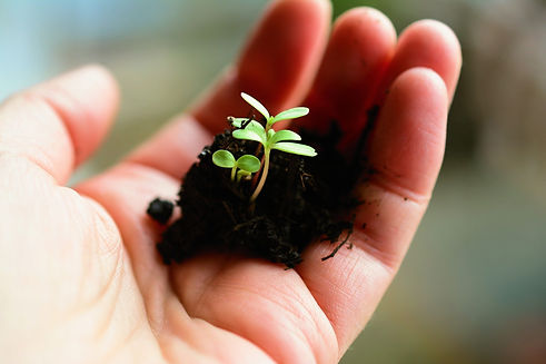 plant-4036130_1920.jpg