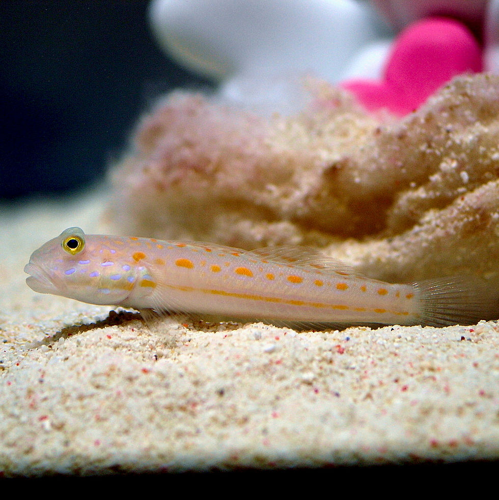Diamond Goby (Valenciennea puellaris)