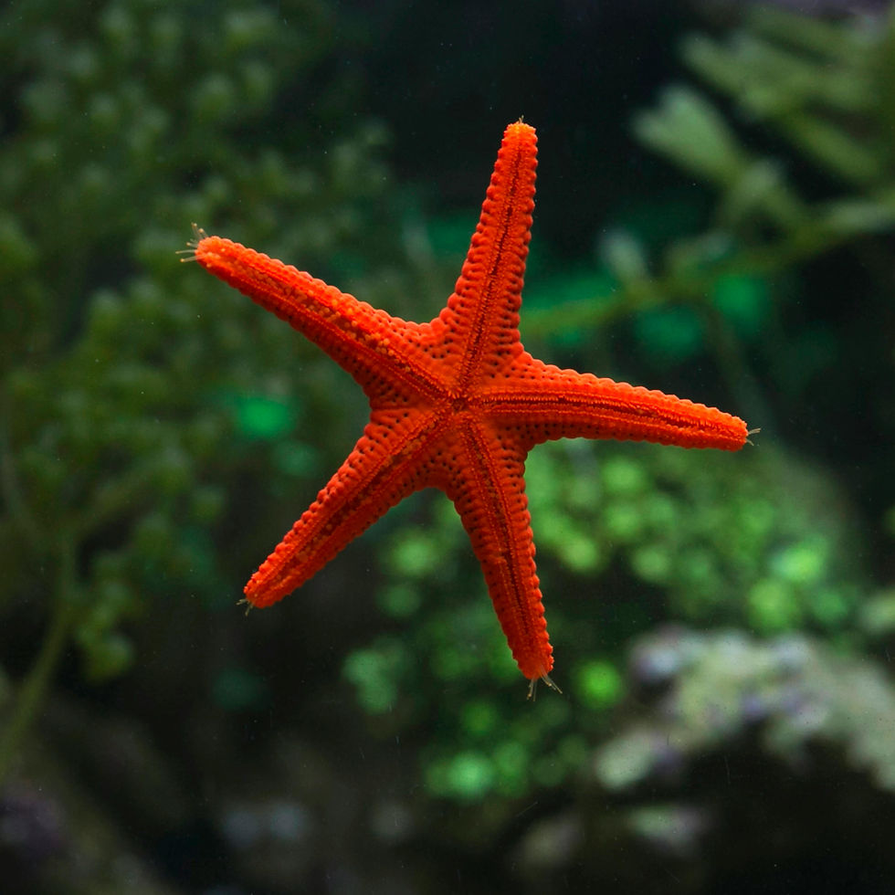Red Starfish (Fromia spp.)
