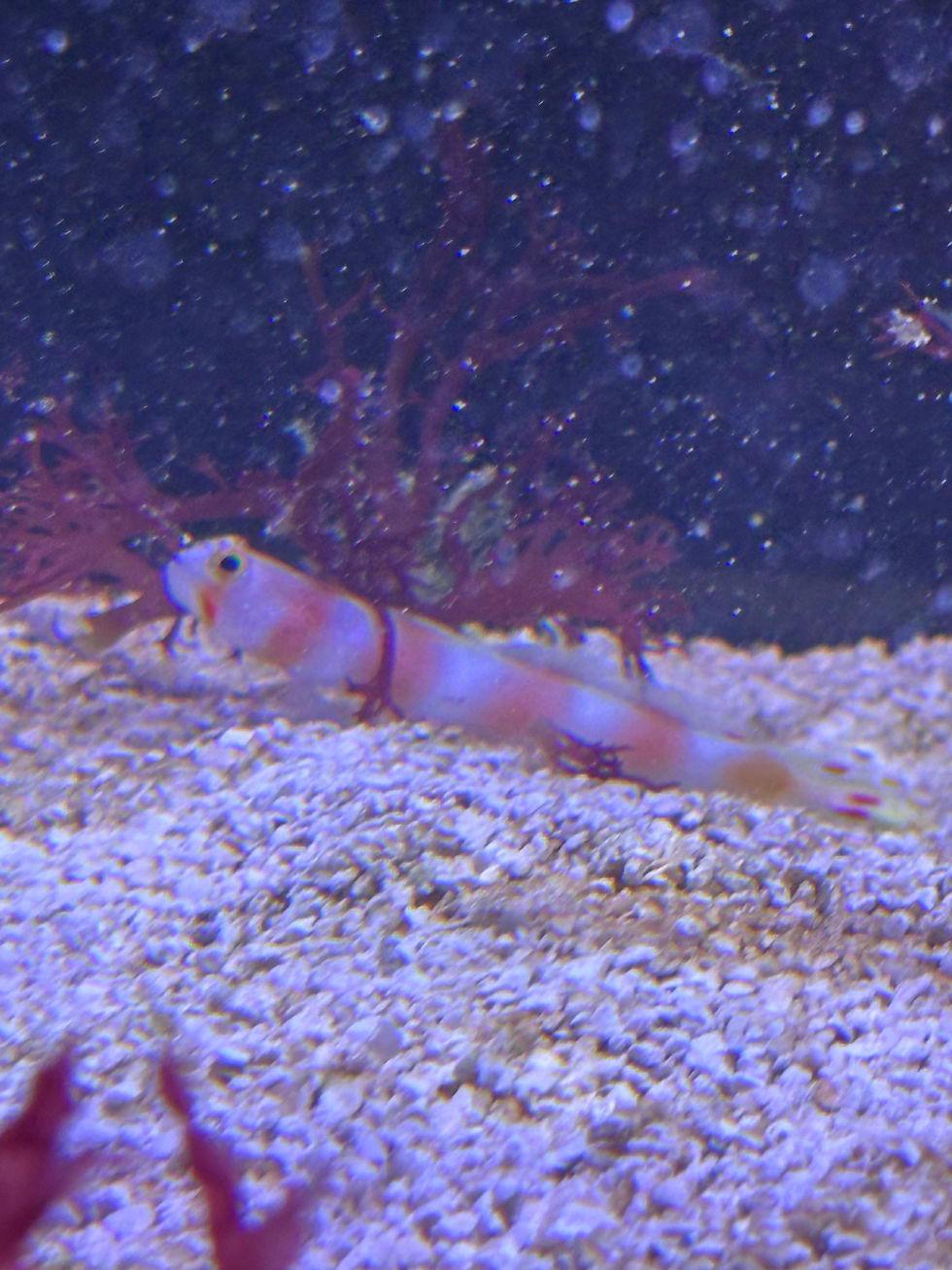Pinkbar Goby (Amblyeleotris aurora)