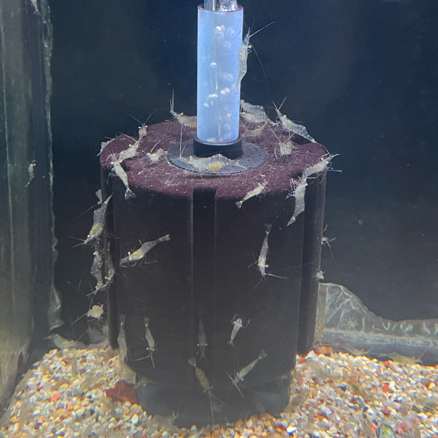 Feeder Ghost Shrimp (Palaemonetes sp.)