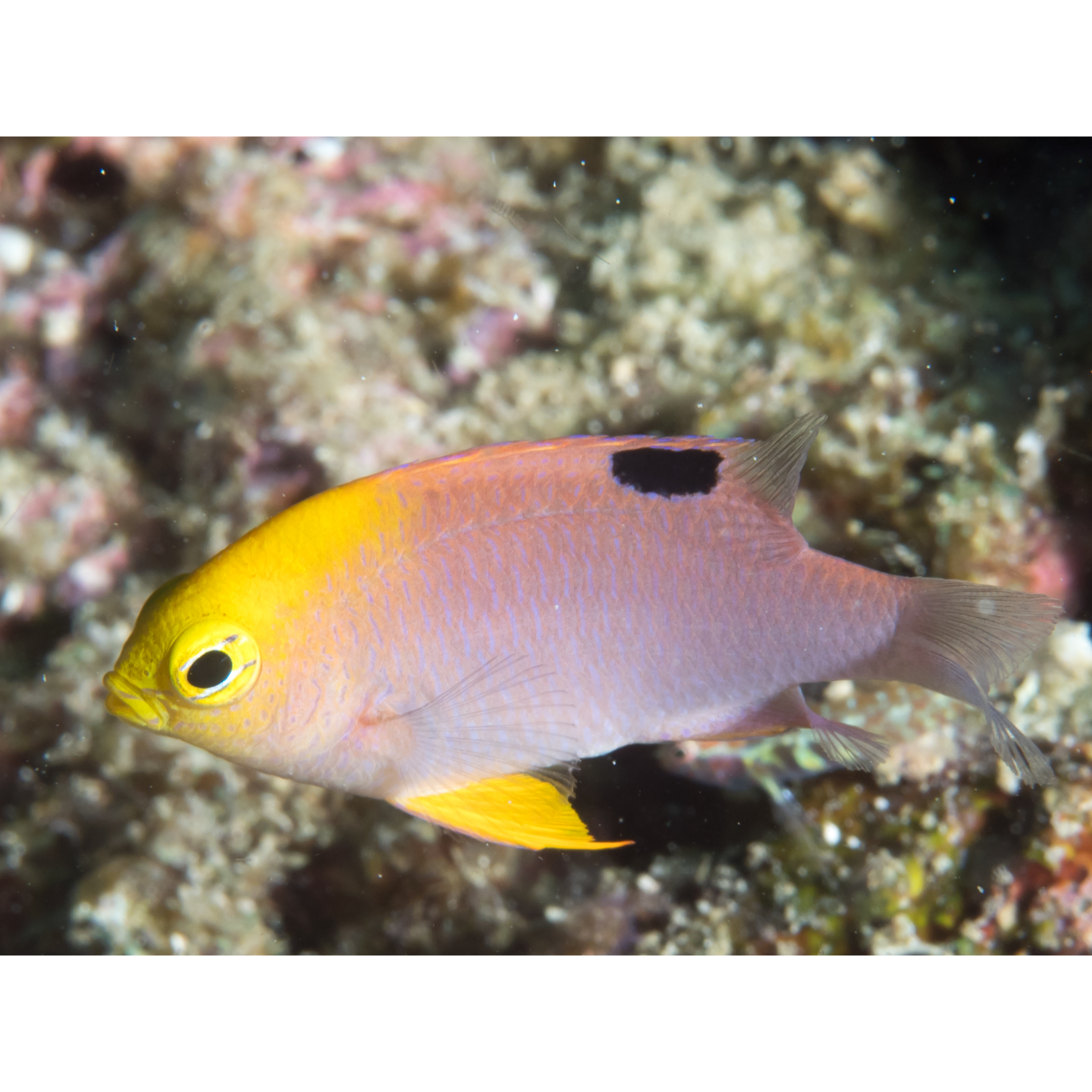 Pink Damsel (Pomacentrus moluccensis)