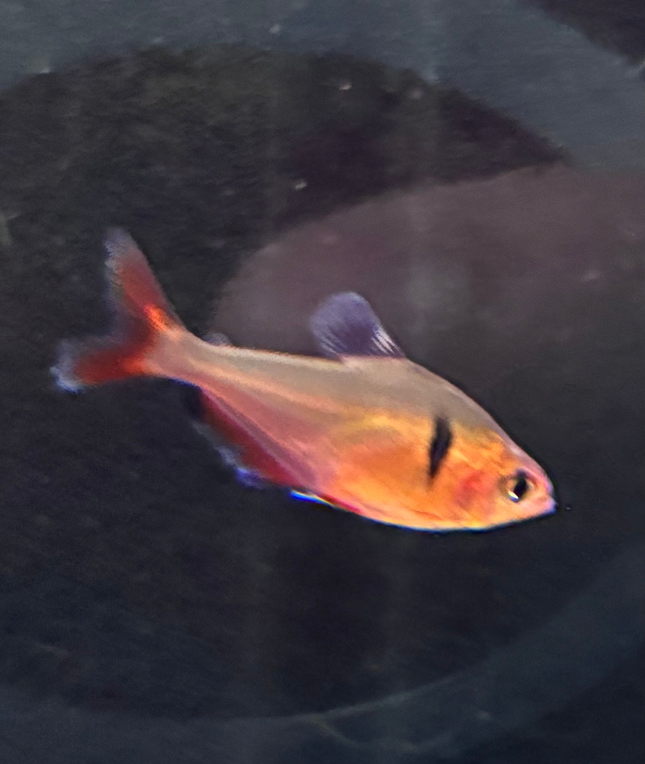 Serpae Tetra (Hyphessobrycon eques)