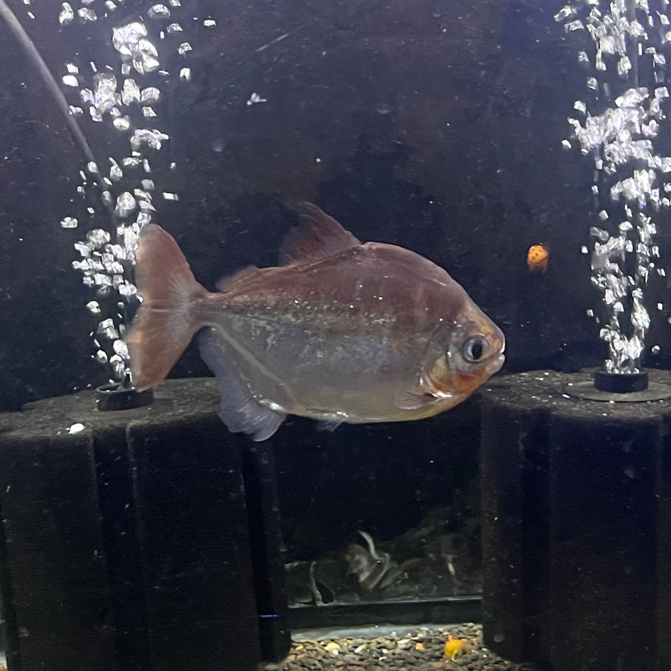 Pacu (Piaractus spp. / Colossoma spp.)