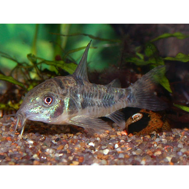 Peppered Cory Catfish (Corydoras paleatus)