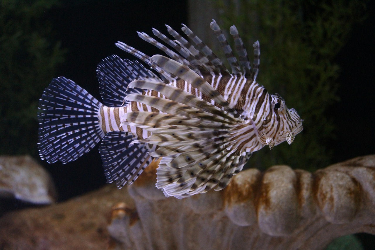 Volitan Black Lionfish (Pterois volitans)