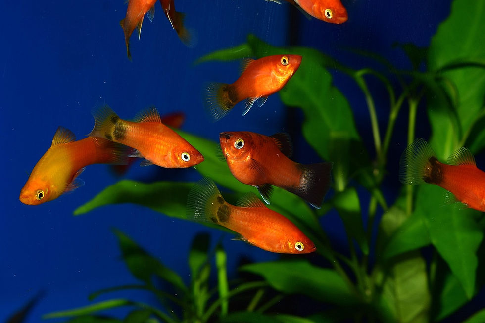 Assorted Platy (Xiphophorus maculatus)