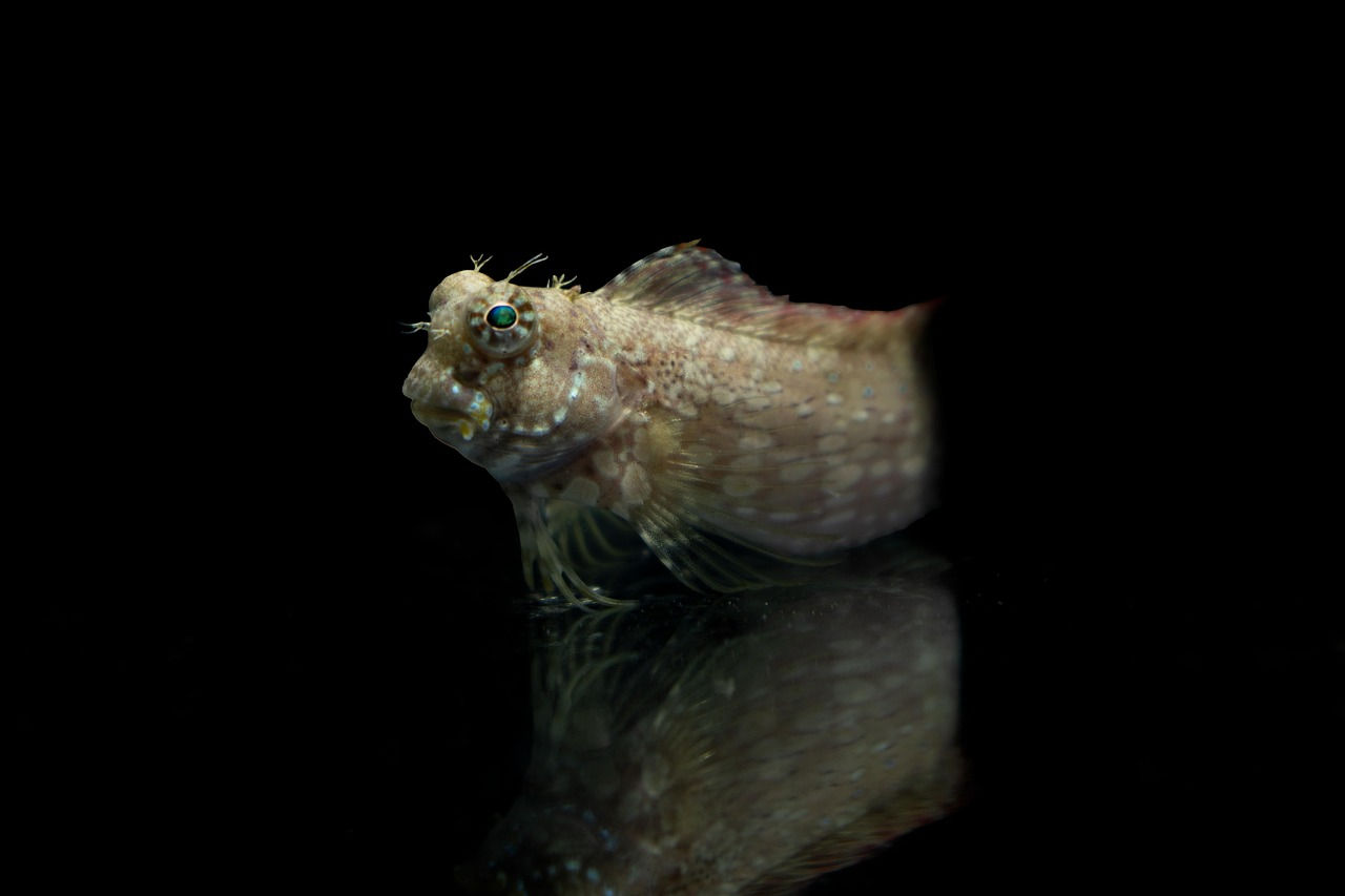 Rock Blenny (Exyrias reductus)