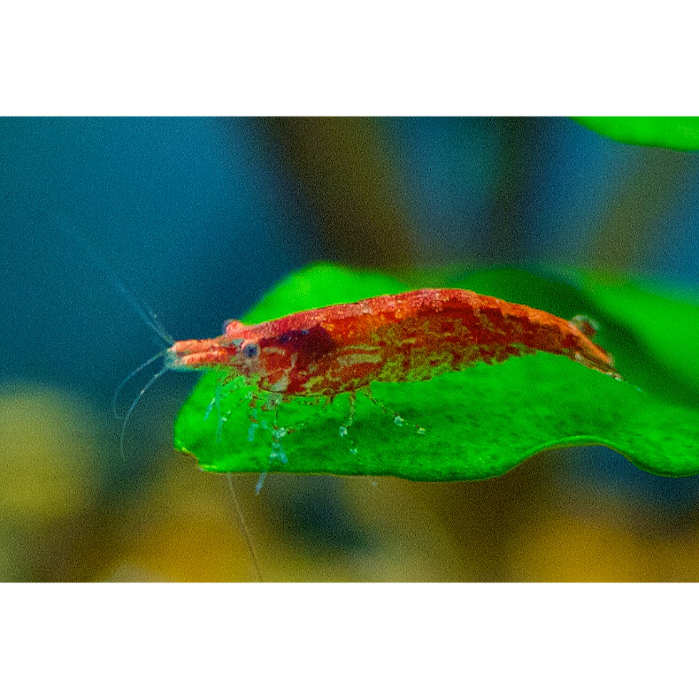 Fire Red Shrimp (Neocaridina davidi – Color Morph)