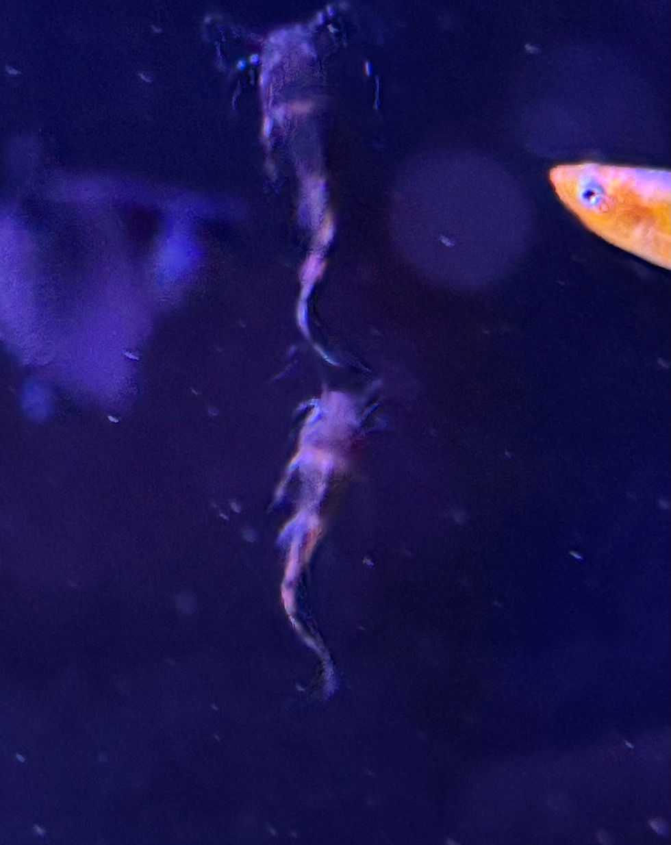 Bumblebee Catfish (Microglanis iheringi)