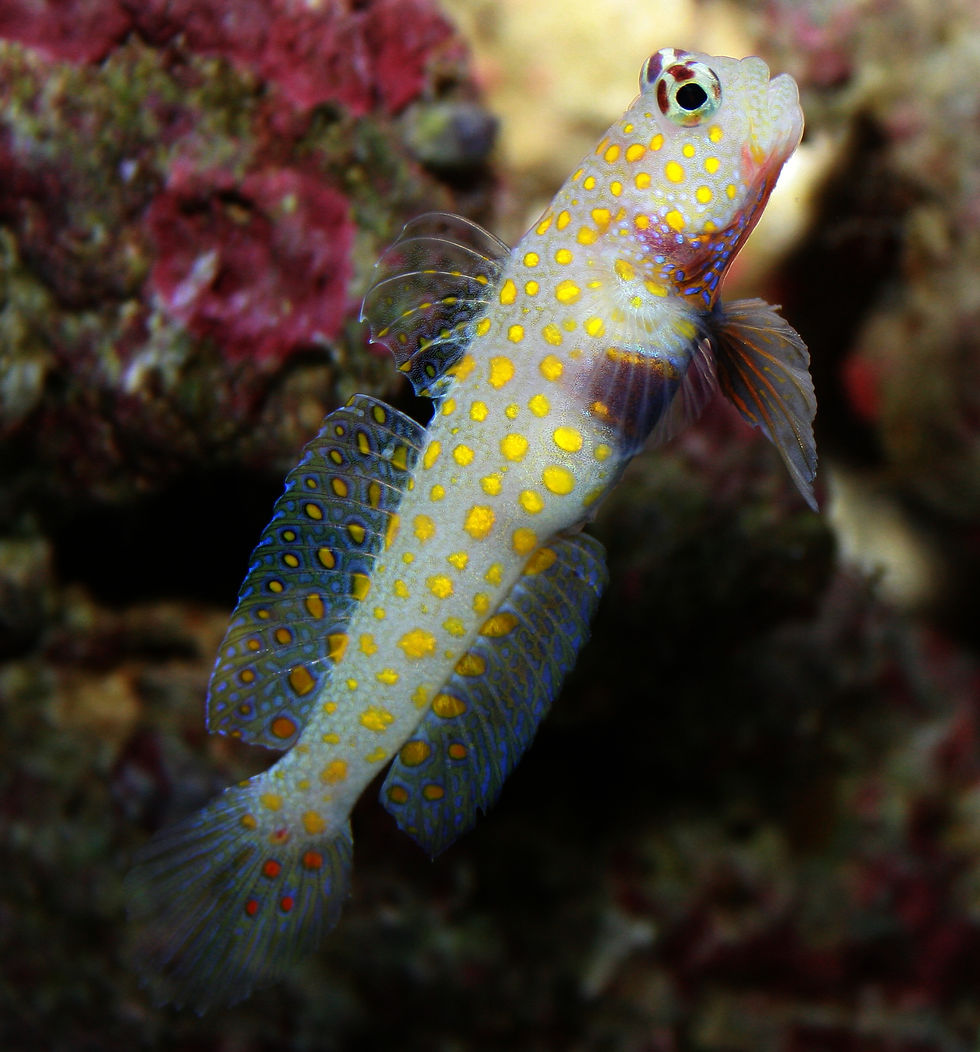 Orange Spot Prawn Goby (Amblyeleotris guttata)