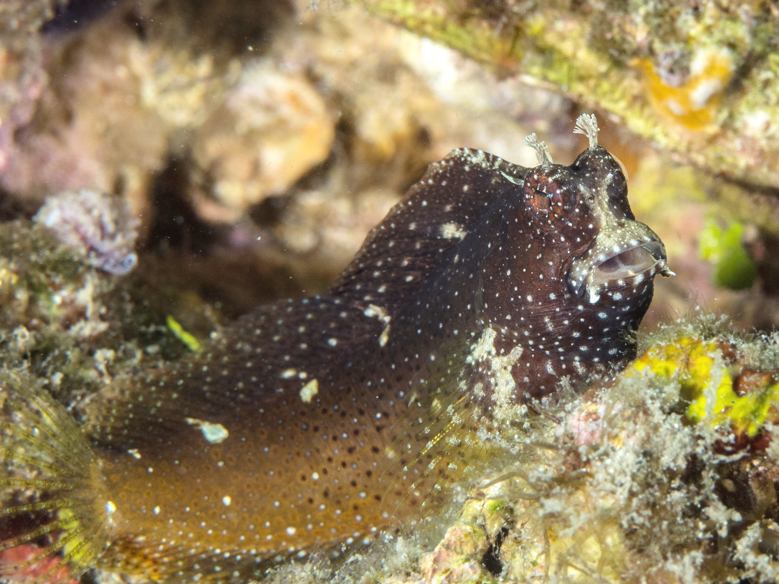 Starry Blenny (Salarias ramosus)