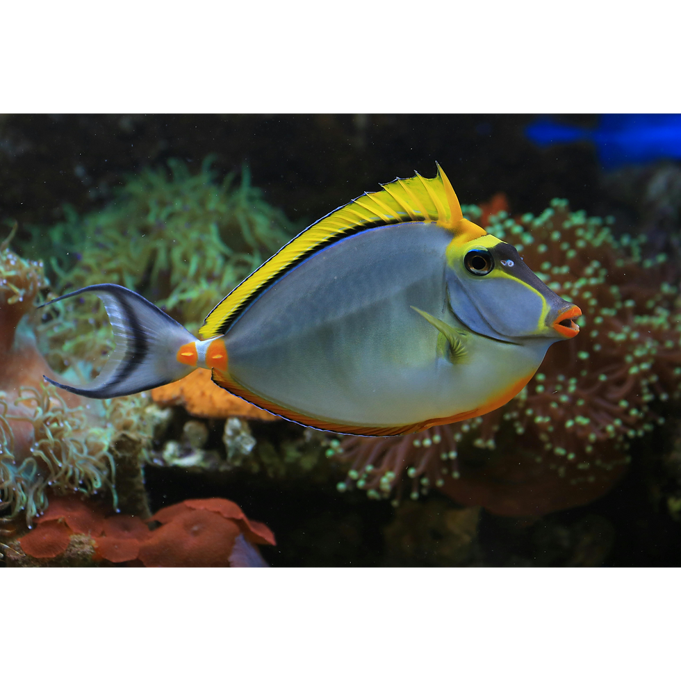 Naso Tang (Naso lituratus)