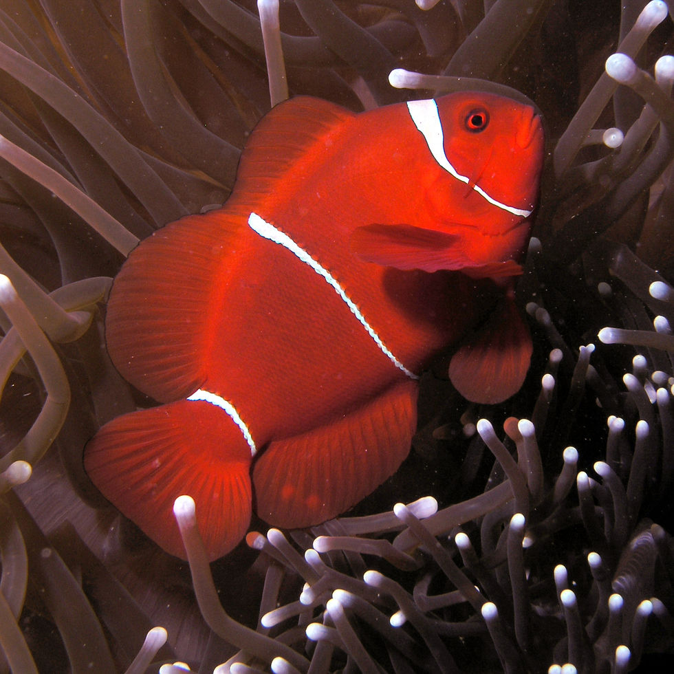 Maroon Clownfish (Premnas biaculeatus)