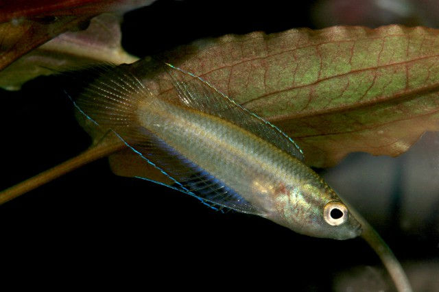 Croaking Gourami (Trichopsis vittata)