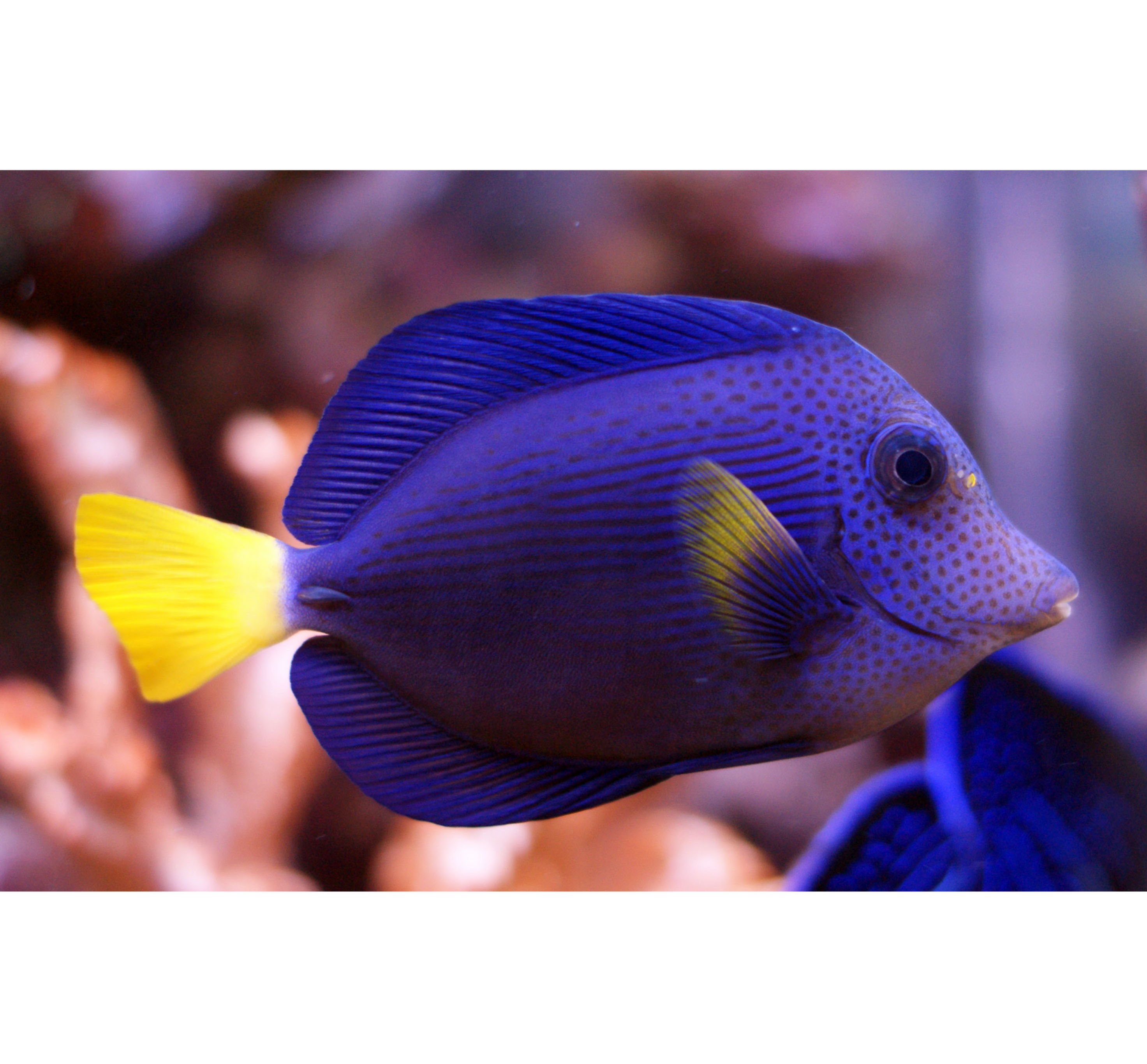 Purple Tang (Zebrasoma xanthurum)