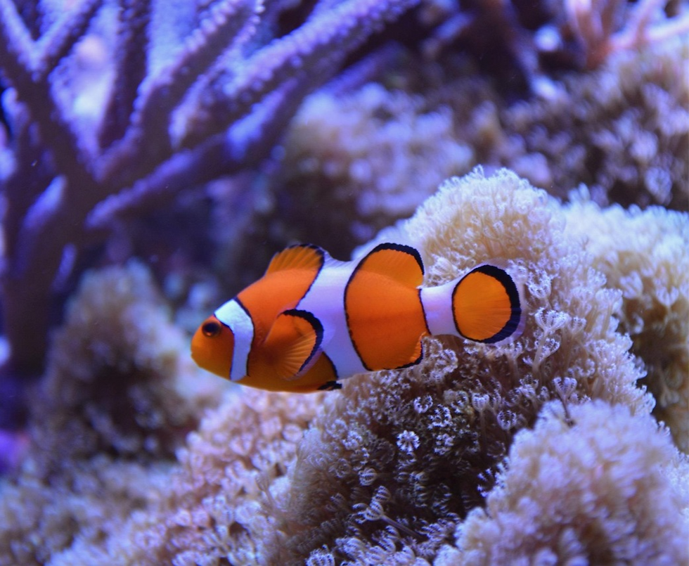 Ocellaris Clownfish (Amphiprion ocellaris)