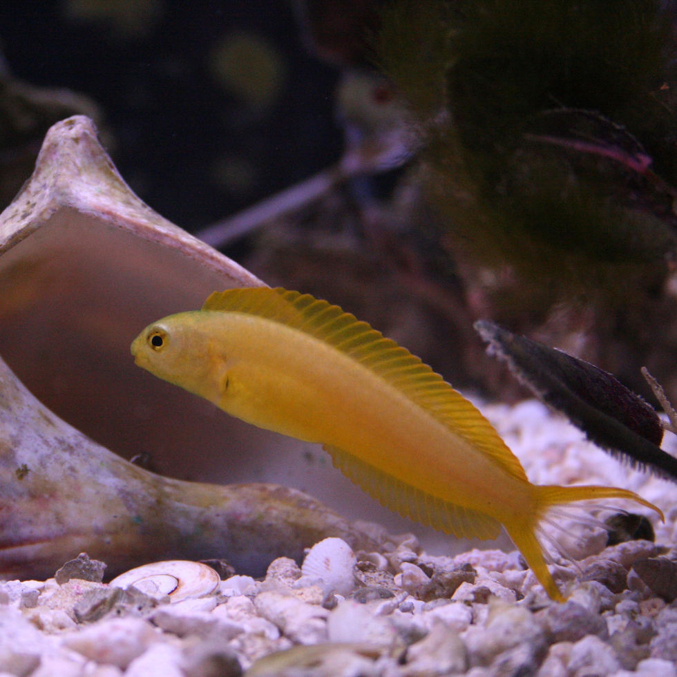 Canary Blenny (Meiacanthus oualanensis)