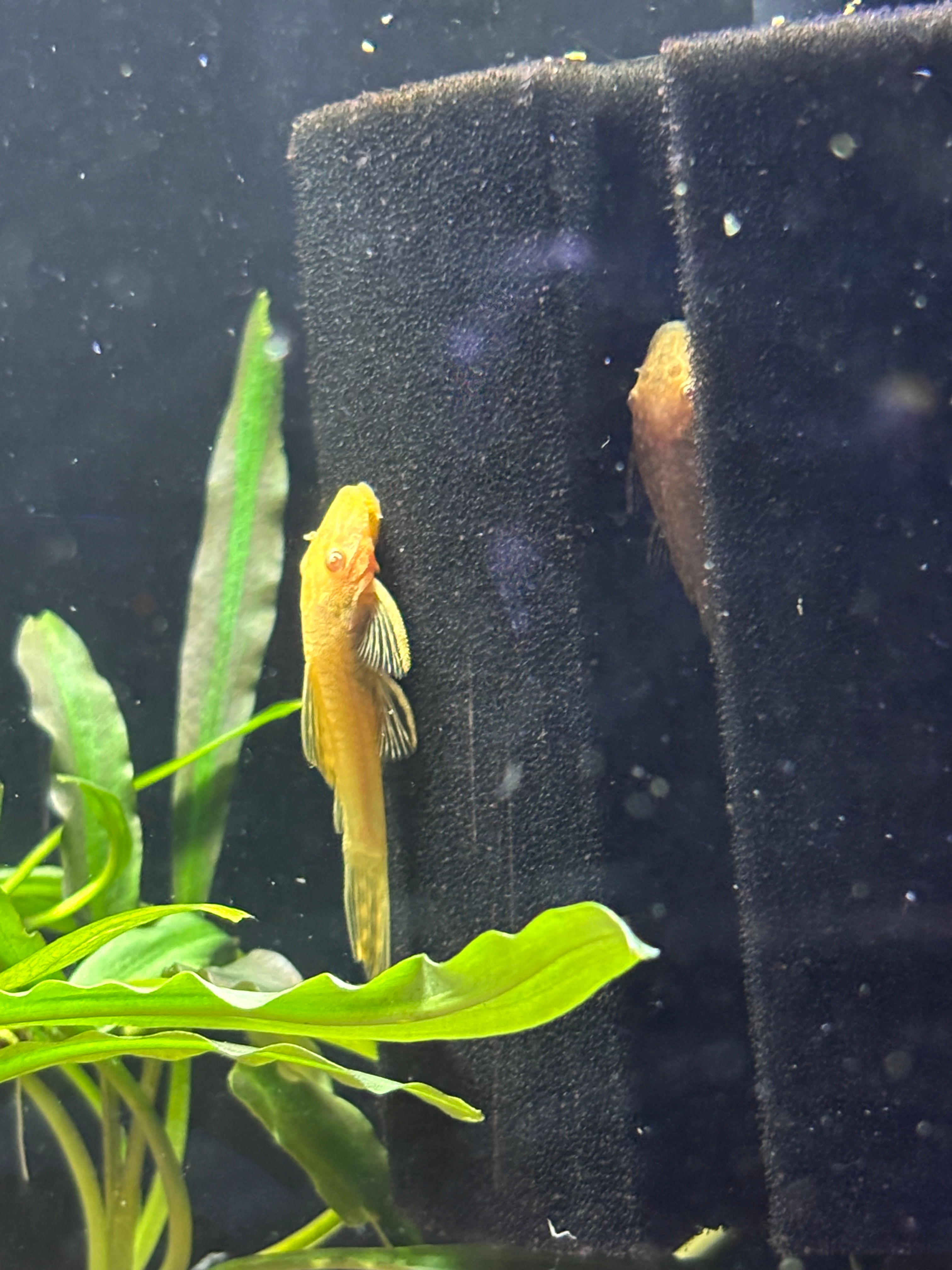 Fancy Bristlenose Pleco (Ancistrus sp.)