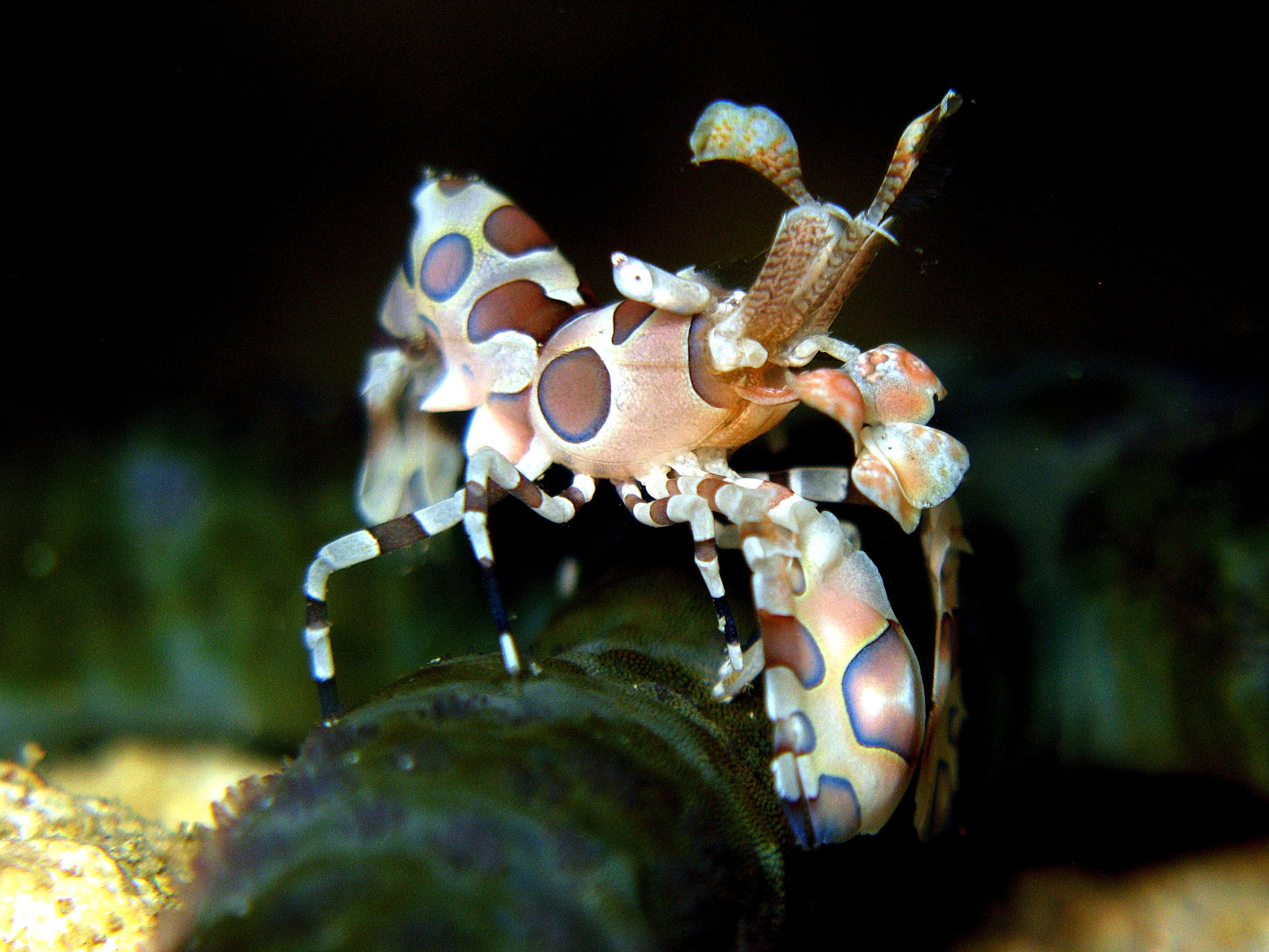 Clown Shrimp (Periclimenes spp.)