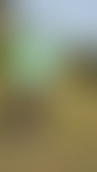 High, Towering Shots