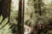 JJ_BigSurGroveElopement_387.jpeg
