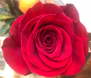 Rose rouge_edited.jpeg