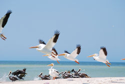 White Pelicans