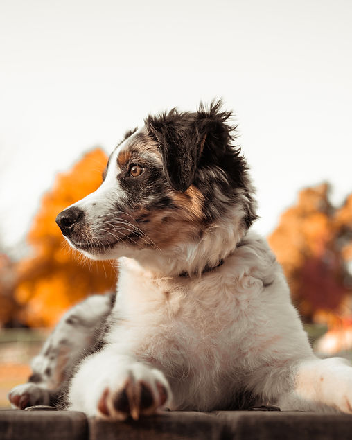 vecteezy_close-up-portrait-of-tricolor-australian-shepherd-dog_3018948.jpeg
