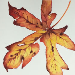 Liquid Amber Leaf (sold)