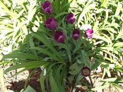 551440_527123427330017_1512491631_n