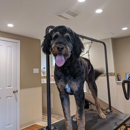 medium dog getting groomed