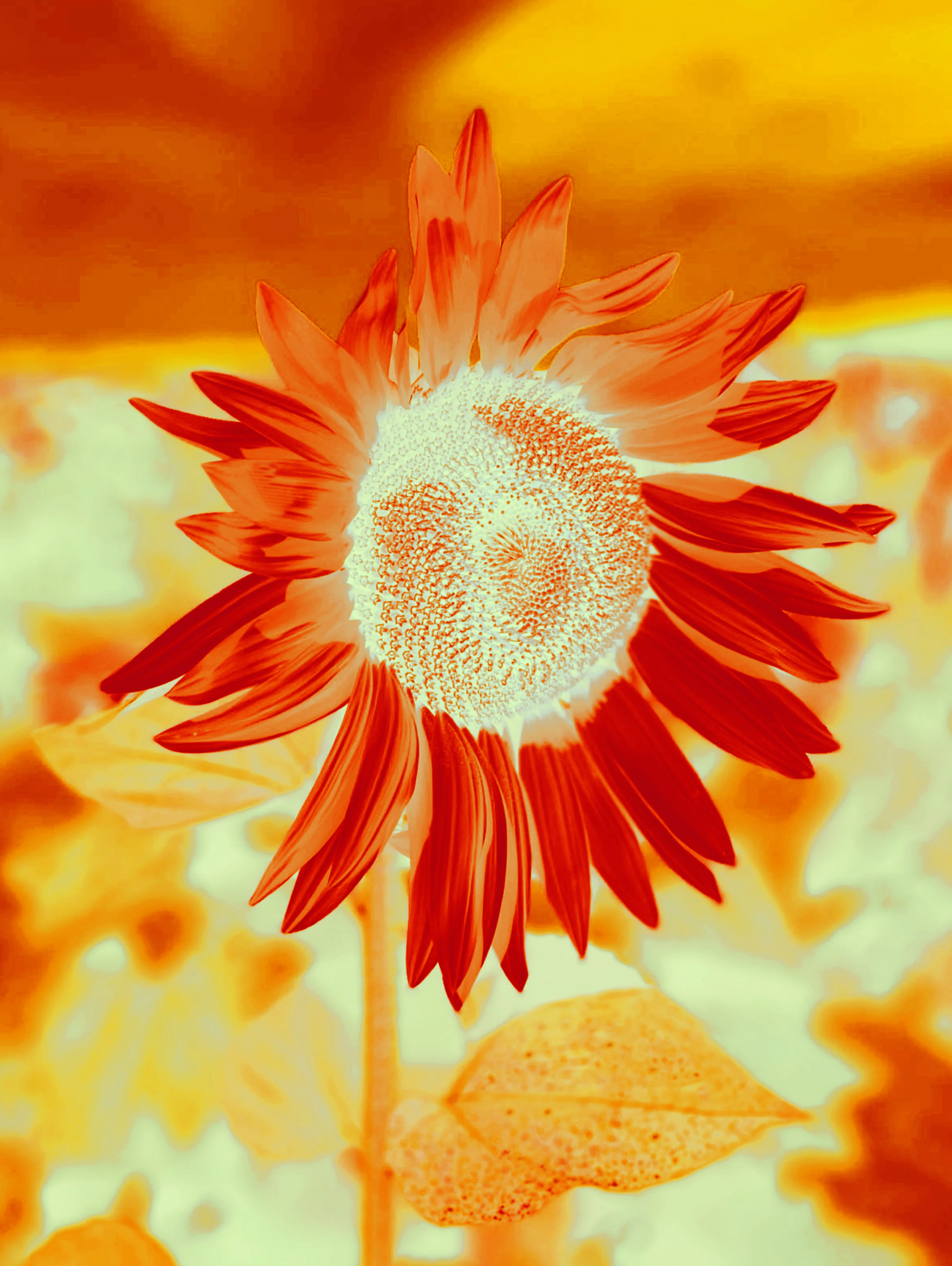 Nicky Mac Sunflower Orange