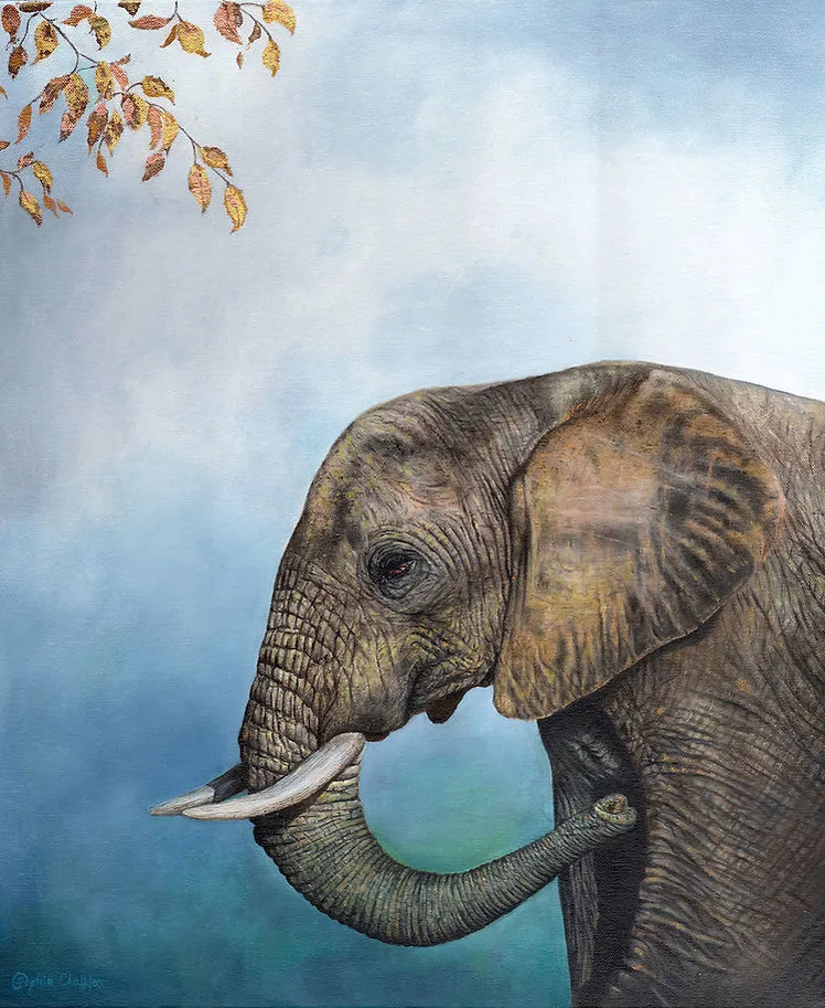 fine art of elephant by sophia chalklen