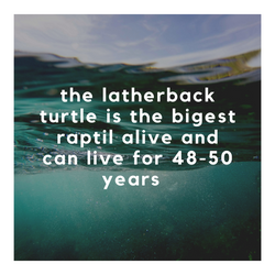 Social Media Campaign Grade 8&9